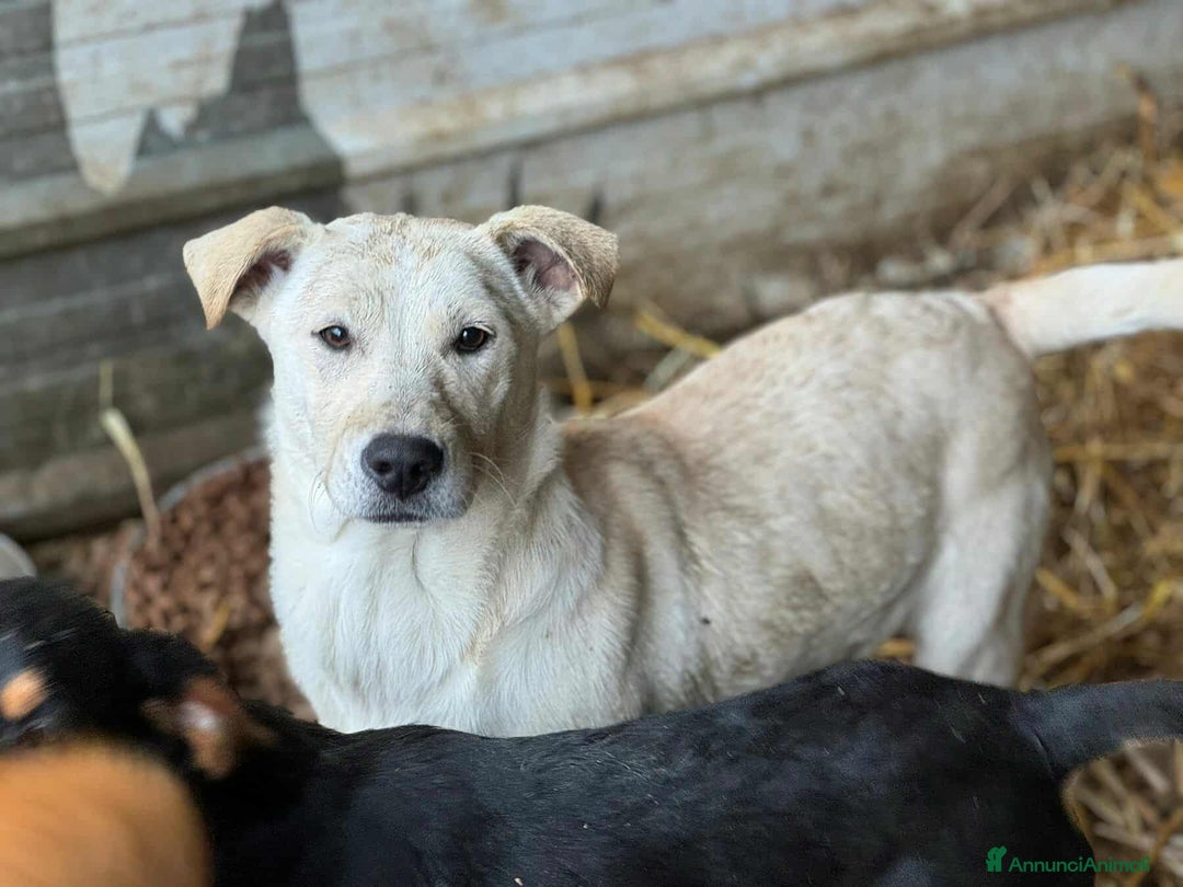 Meticcio cani in regalo: BLANCA & BLESS, mamma e figlia cercano amore. - Annuncio 4