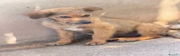 Meticcio cani in regalo: Lia.  a Provincia di Padova - Annuncio 4