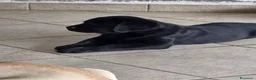 Labrador cani in vendita: Cucciolo Labrador con pedegree - Annuncio 3