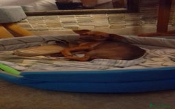 Chihuahua cani in vendita: Cucciolo femmina di 6 mesi - Immagine 5