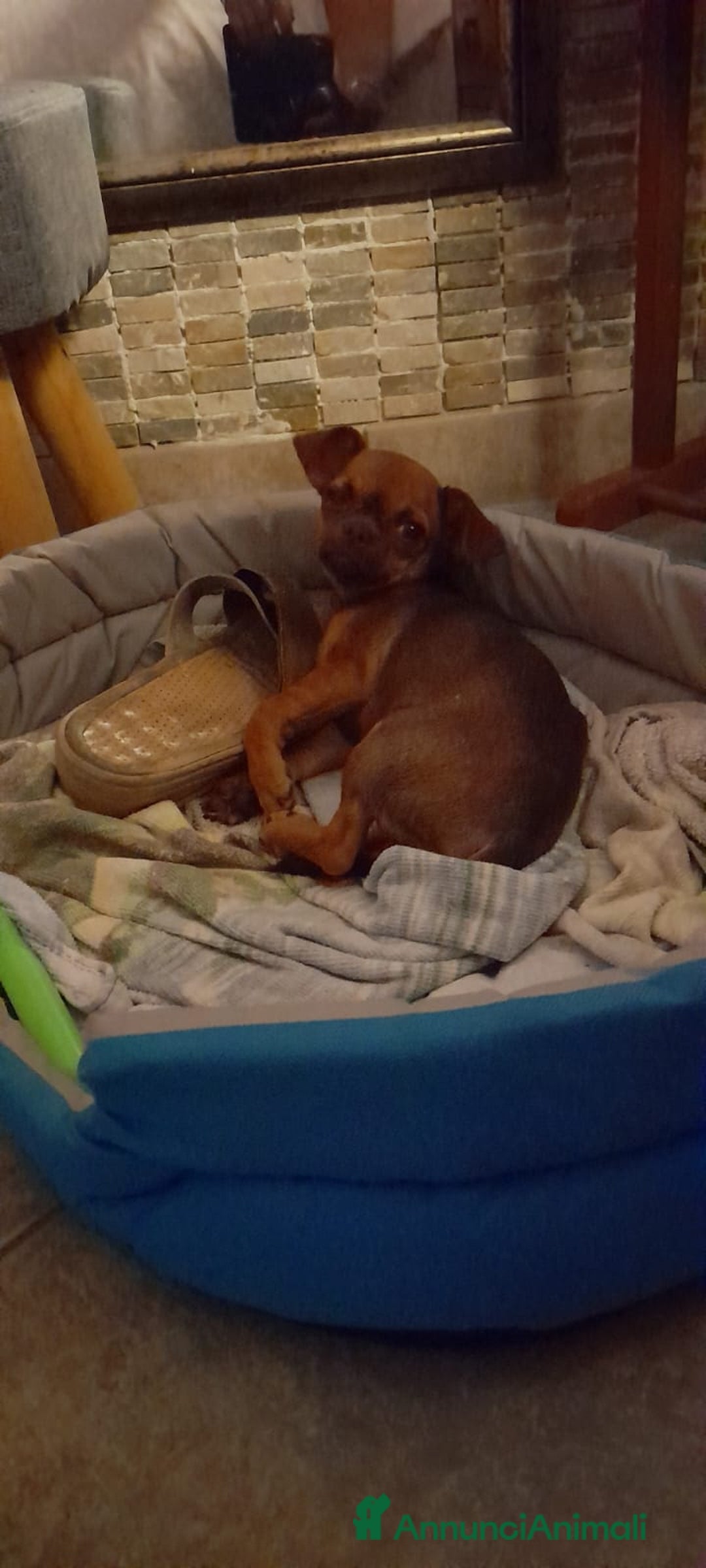 Chihuahua cani in vendita: Cucciolo femmina di 6 mesi - Immagine 5