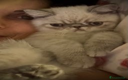 Exotic Shorthair gatti in vendita: CUCCIOLO EXOTIC Blu TabbyPoint-PREZZO INTERESSANTE a Provincia di Verona - Immagine 2
