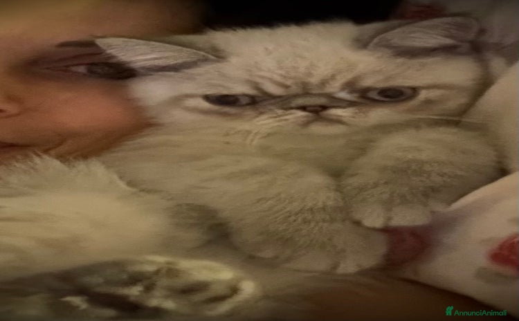 Exotic Shorthair gatti a Provincia di Verona - Annuncio 16