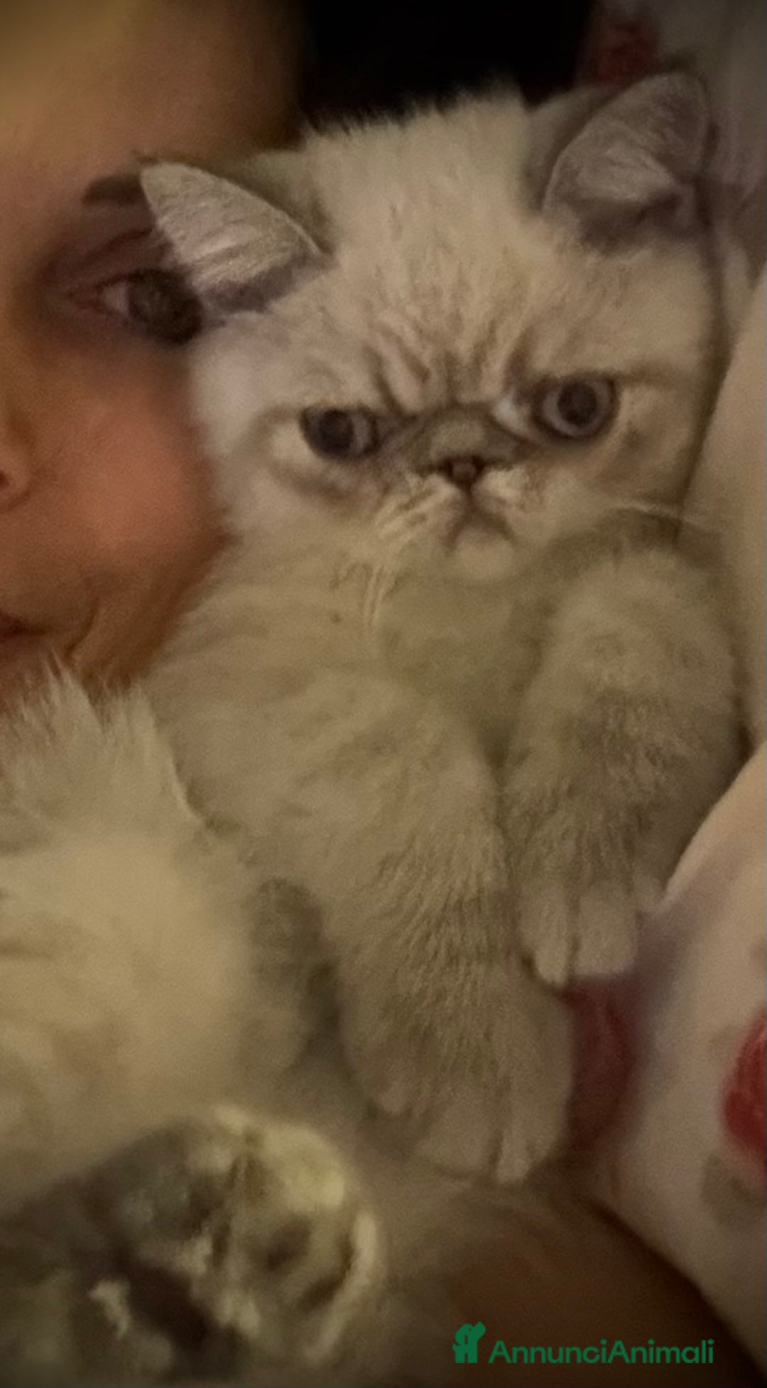 Exotic Shorthair gatti in vendita: CUCCIOLO EXOTIC Blu TabbyPoint-PREZZO INTERESSANTE a Provincia di Verona - Immagine 2
