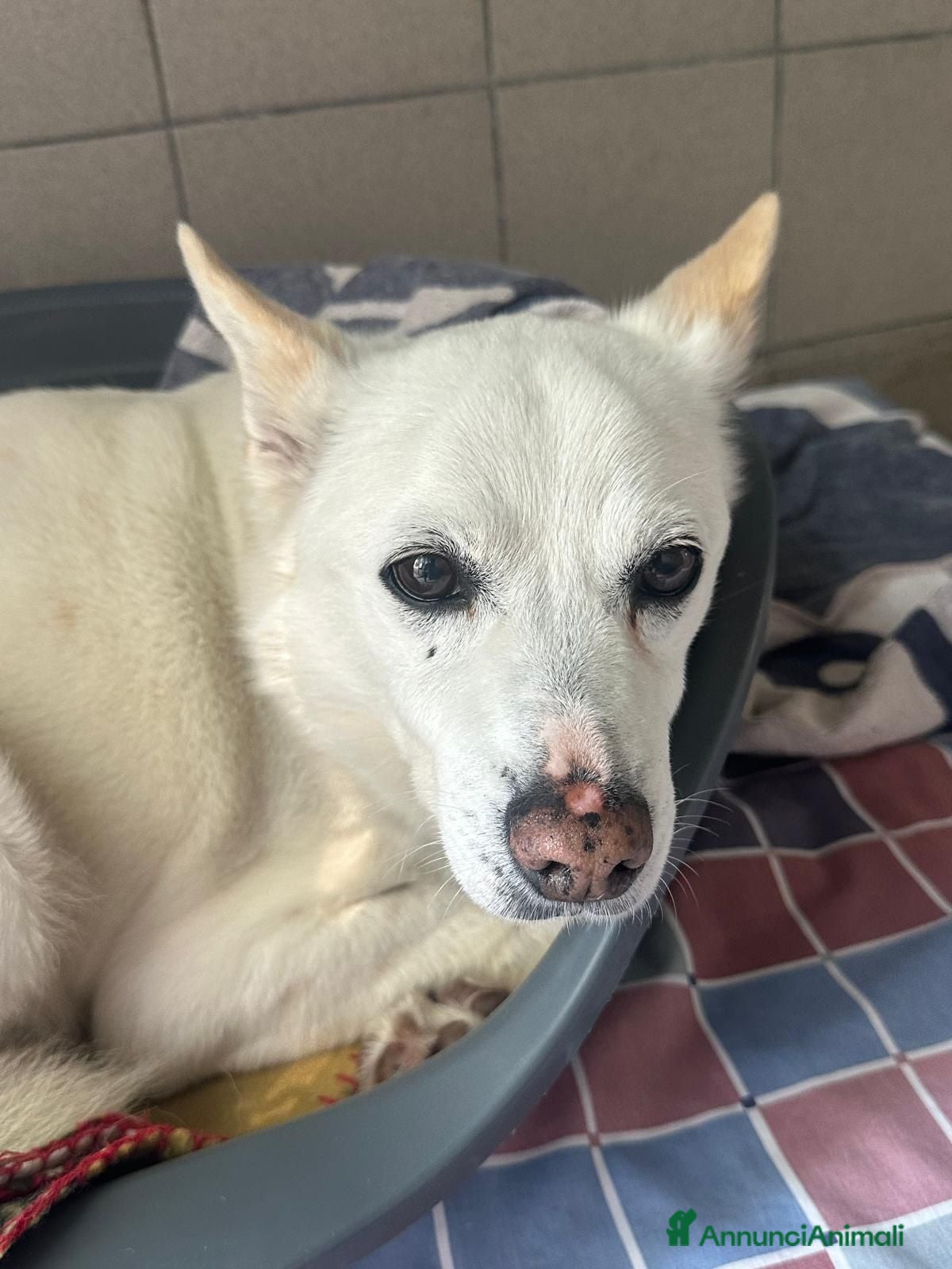 Meticcio cani FOX CERCA CASA - Annuncio 20