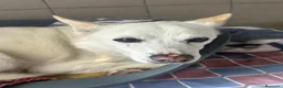 Meticcio cani in regalo: FOX CERCA CASA - Annuncio 1