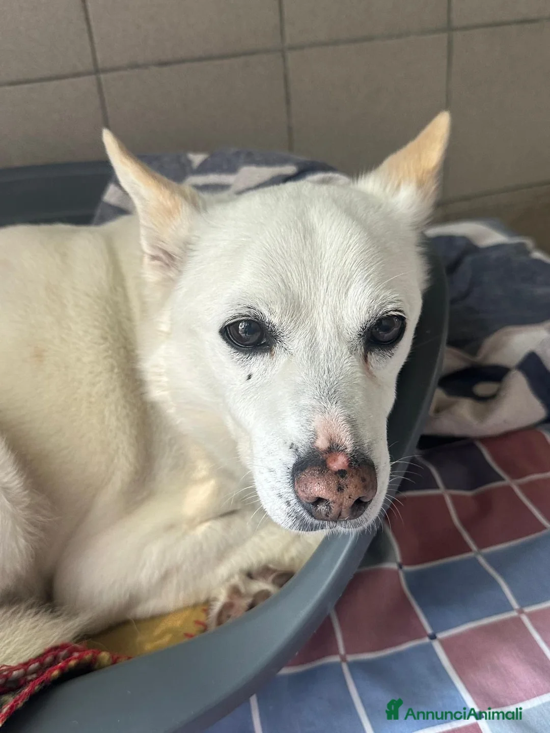Meticcio cani in regalo: FOX CERCA CASA - Annuncio 1