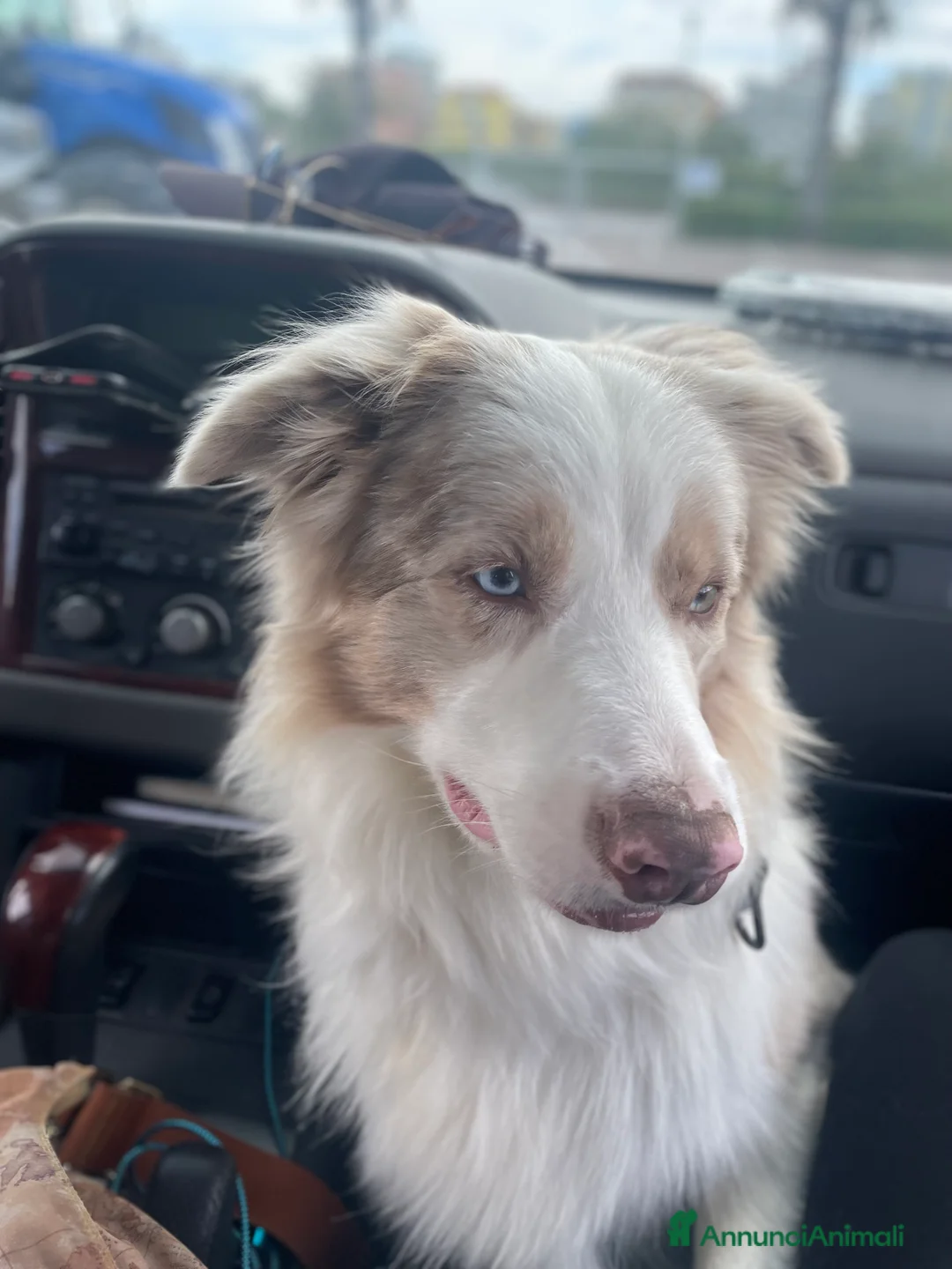Border Collie cani per accoppiamento: Border Collie, disponibile per accoppiamenti. a Città Metropolitana di Venezia - Annuncio 9