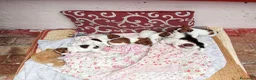 Jack Russell cani in vendita: Jack Russel  a Provincia di Catanzaro - Annuncio 12