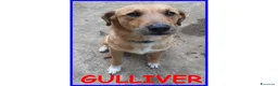 Meticcio cani in regalo: GULLIVER un simpaticone - Annuncio 2