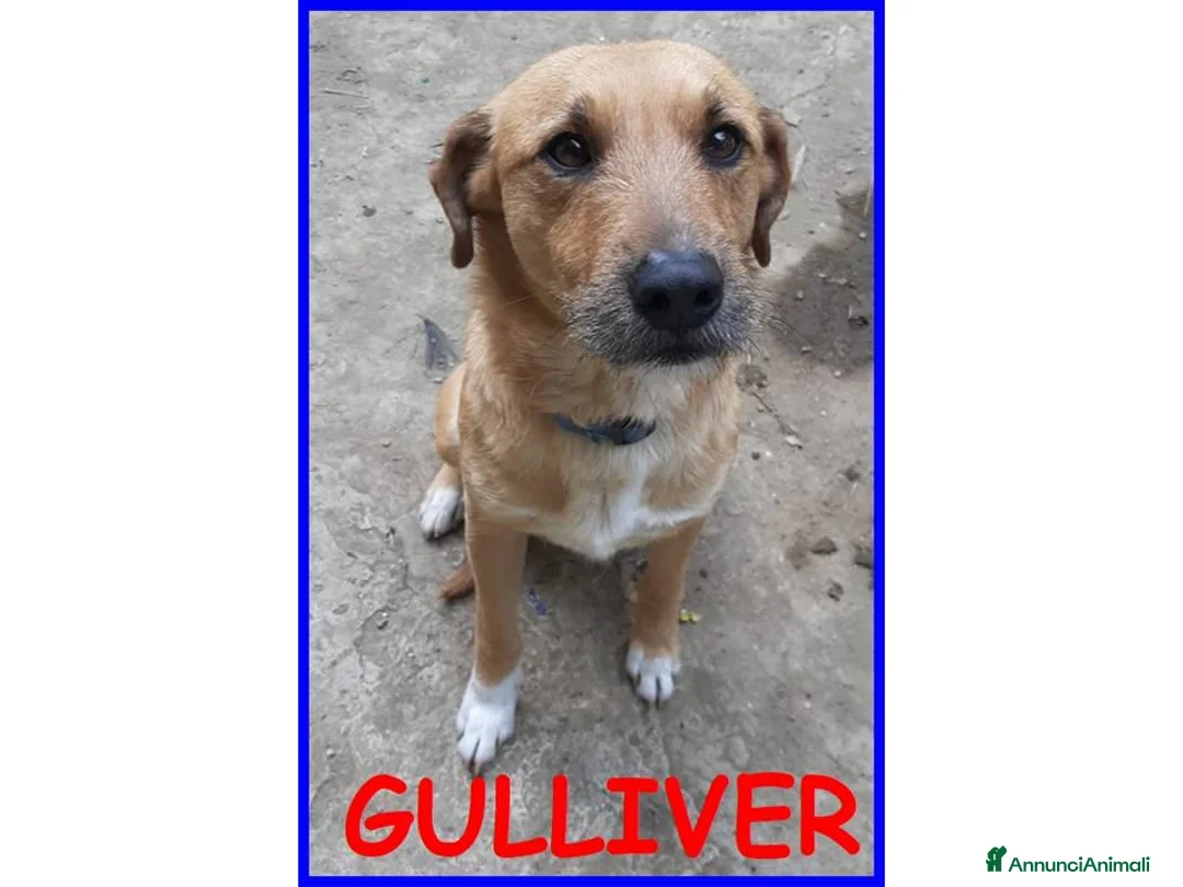 Meticcio cani in regalo: GULLIVER un simpaticone - Annuncio 2