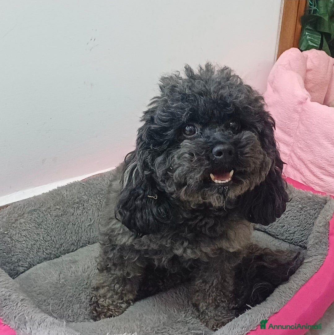 Barboncino Toy cani Barboncino toy per accoppiamento  - Annuncio 1