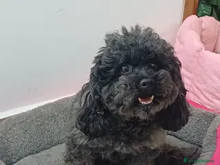 Barboncino Toy cani Barboncino toy per accoppiamento - Annuncio 1