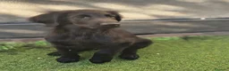 Flat Coated cani in vendita: Cuccioli flat coated retriever  - Annuncio 9
