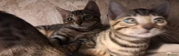 Bengala gatti in vendita: Cuccioli Bengala con pedegree a Provincia di Biella - Annuncio 6