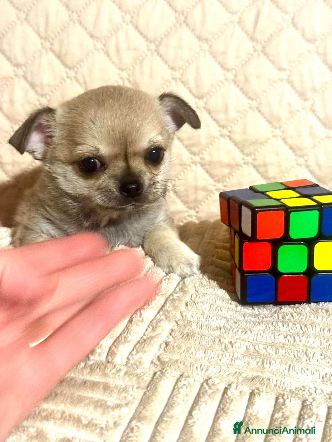 Chihuahua cani in vendita: Cucciola di chihuahua pelo corto pedigree ENCI  - Annuncio 2