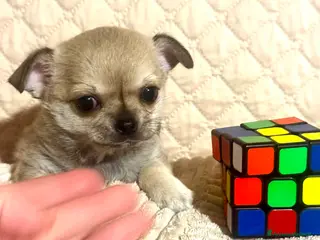 Chihuahua cani Cucciola di chihuahua pelo corto pedigree ENCI - Annuncio 2