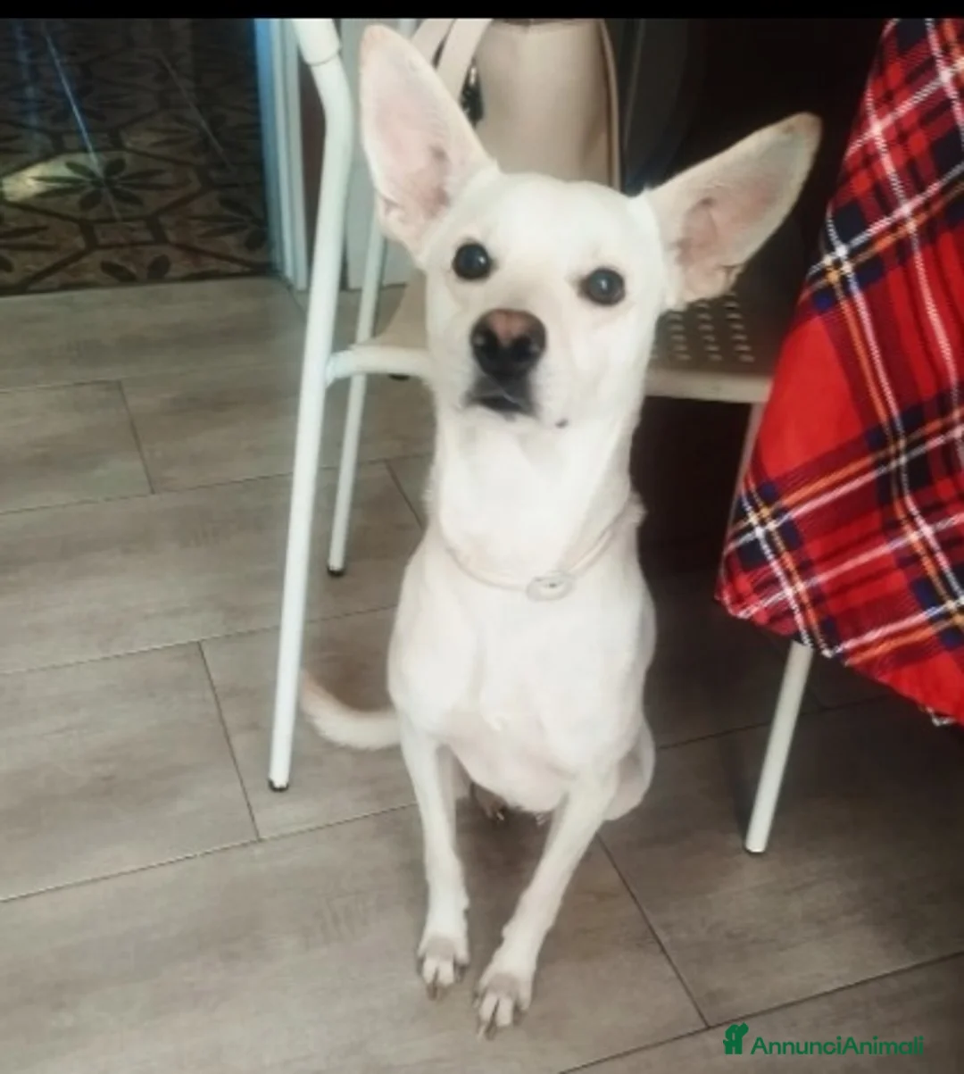 Meticcio cani in regalo: 2anni kg11 meraviglioso ok gatti MILANO URGENTEEE - Annuncio 2