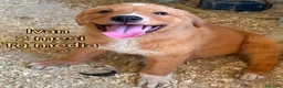 Meticcio cani in regalo: CUCCIOLI IN CERCA DI CASA a Provincia di Prato - Annuncio 8