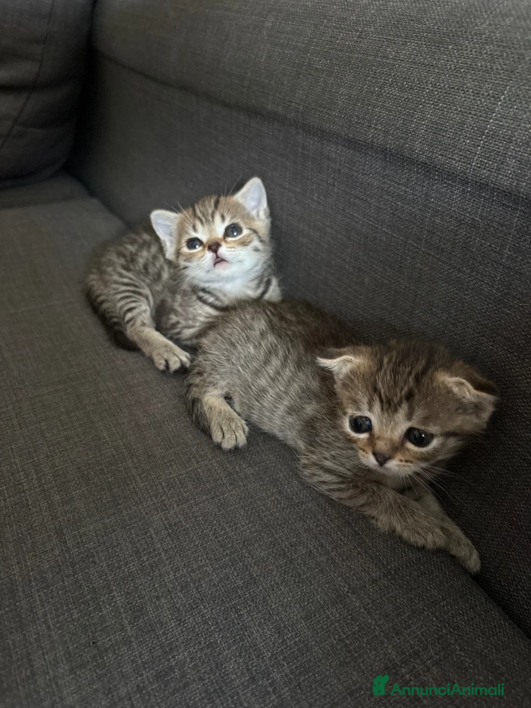 Scottish gatti in vendita: Scottish a Provincia di Bergamo - Annuncio 6