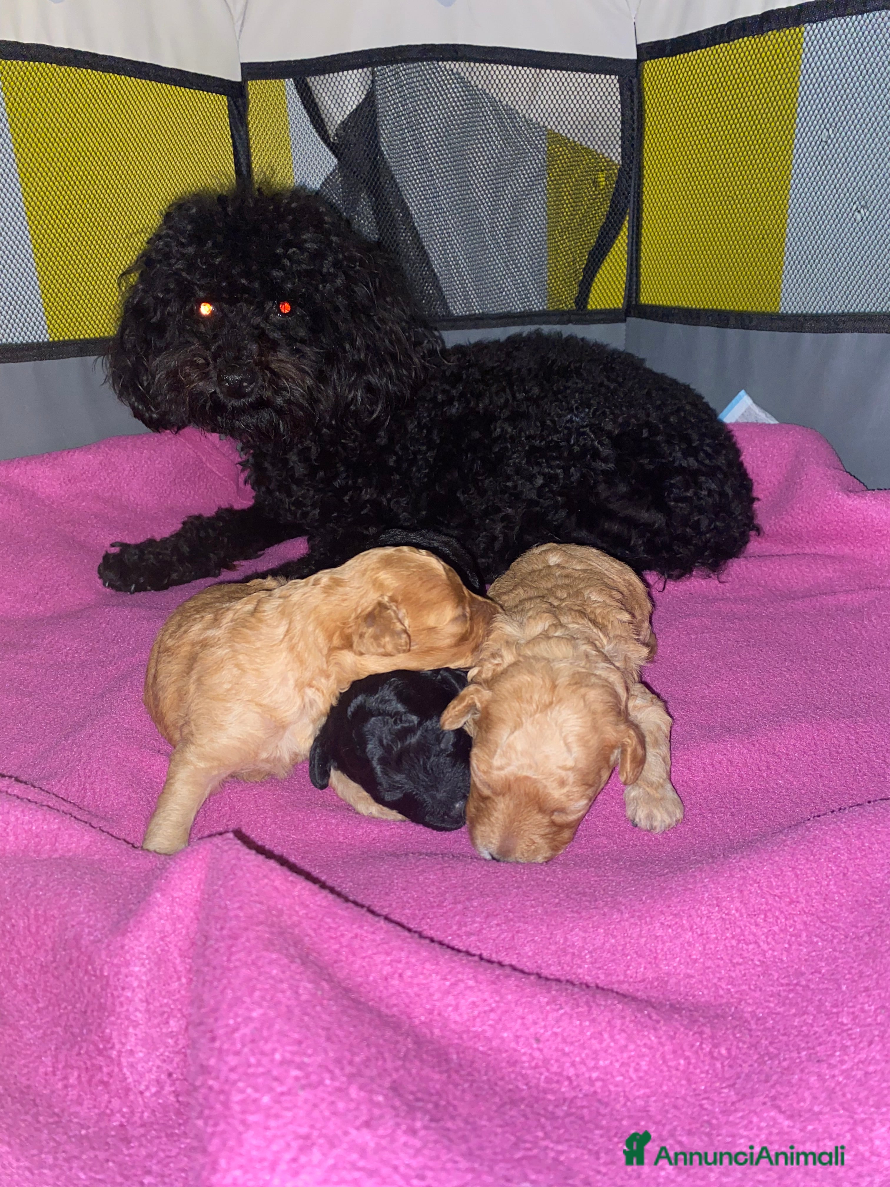 Barboncino Toy cani Disponibili bellissimi cuccioli di barboncino  - Annuncio 20