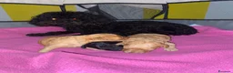 Barboncino Toy cani in vendita: Disponibili bellissimi cuccioli di barboncino  - Annuncio 1