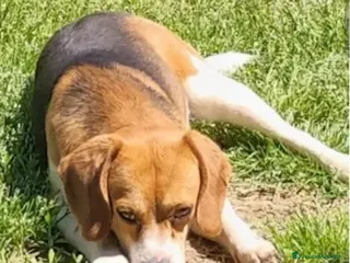 Beagle cani Beagle 2anni e 1/2 SOS CASA OVADA( ALESSANDRIA) - Annuncio 4