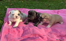 Bulldog Francese cani in vendita: Bulldog francese  a Città metropolitana di Roma Capitale - Immagine 1