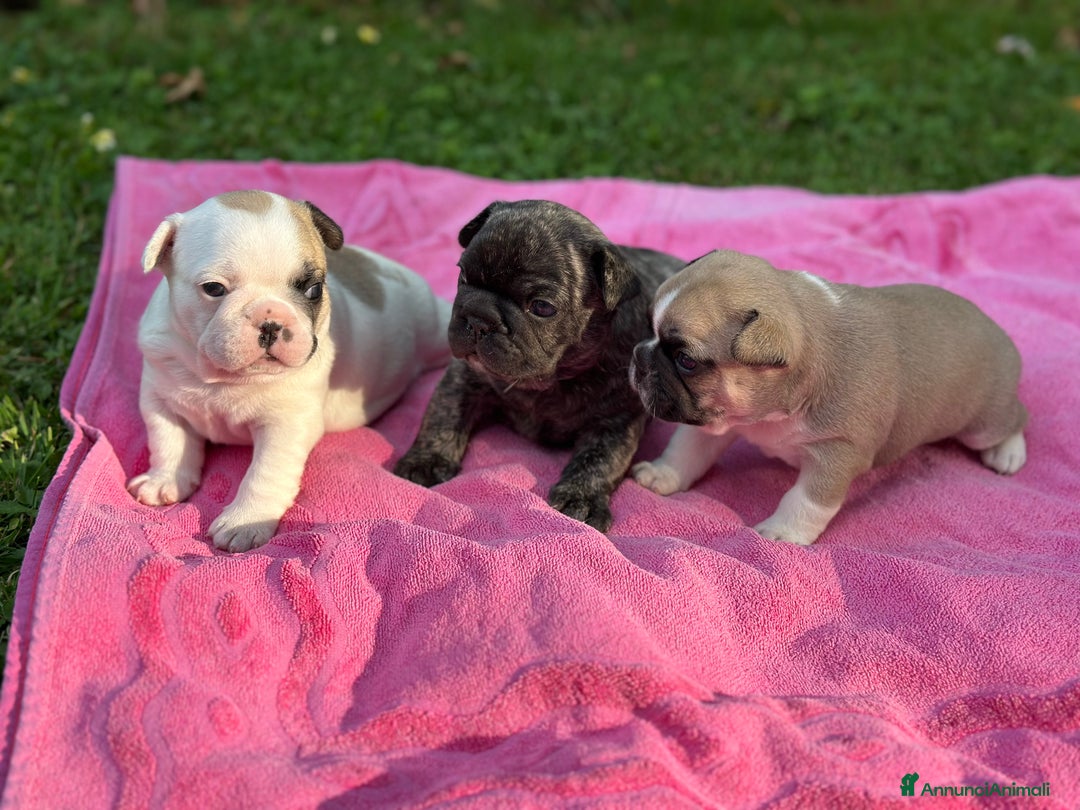 Bulldog Francese cani in vendita: Bulldog francese  a Città metropolitana di Roma Capitale - Immagine 1