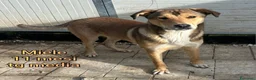 Meticcio cani in regalo: TANTI CUCCIOLI SOLI a Provincia di Vicenza - Annuncio 9