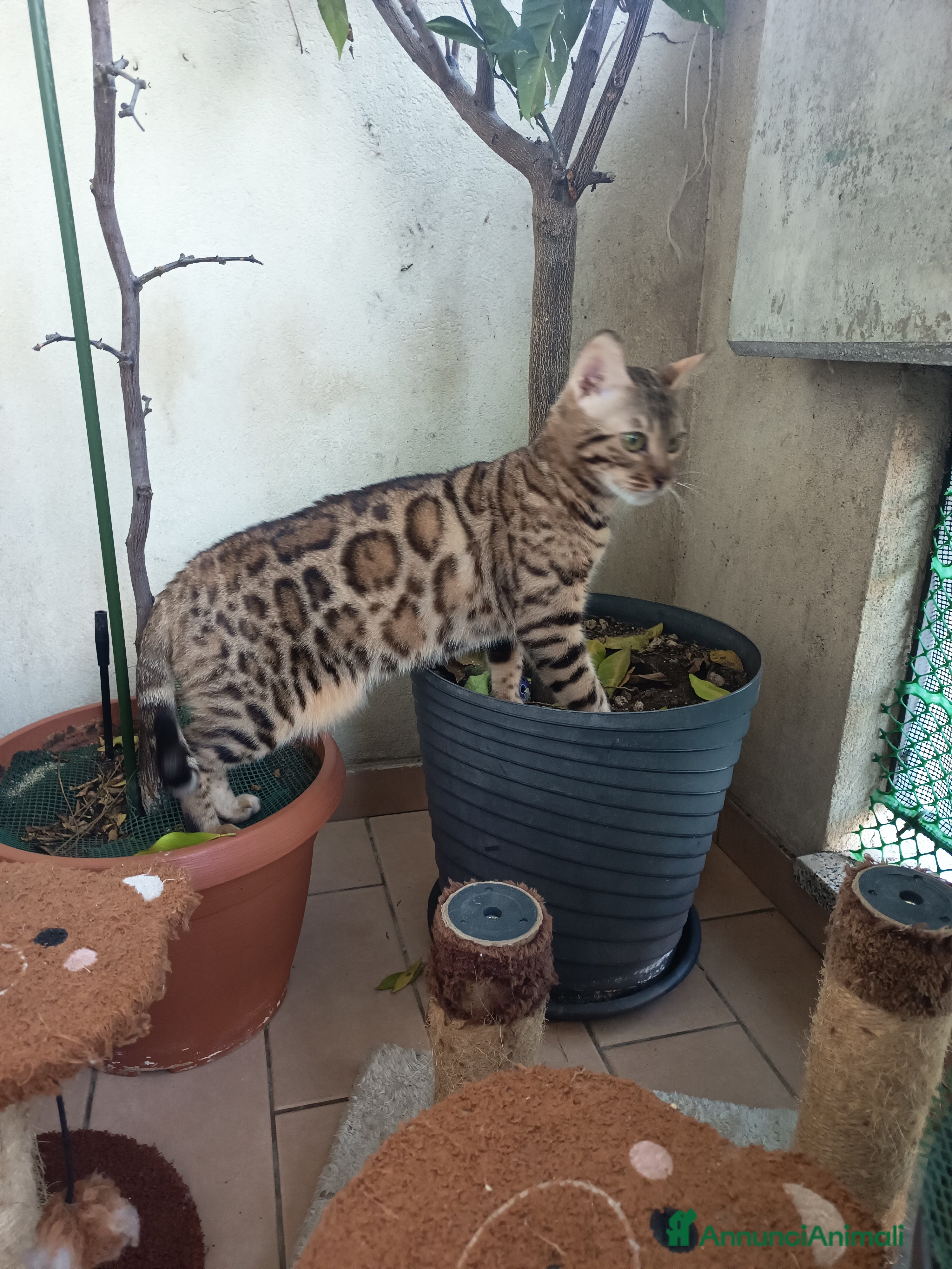 Bengala gatti feminuccia Bengala  - Annuncio 16