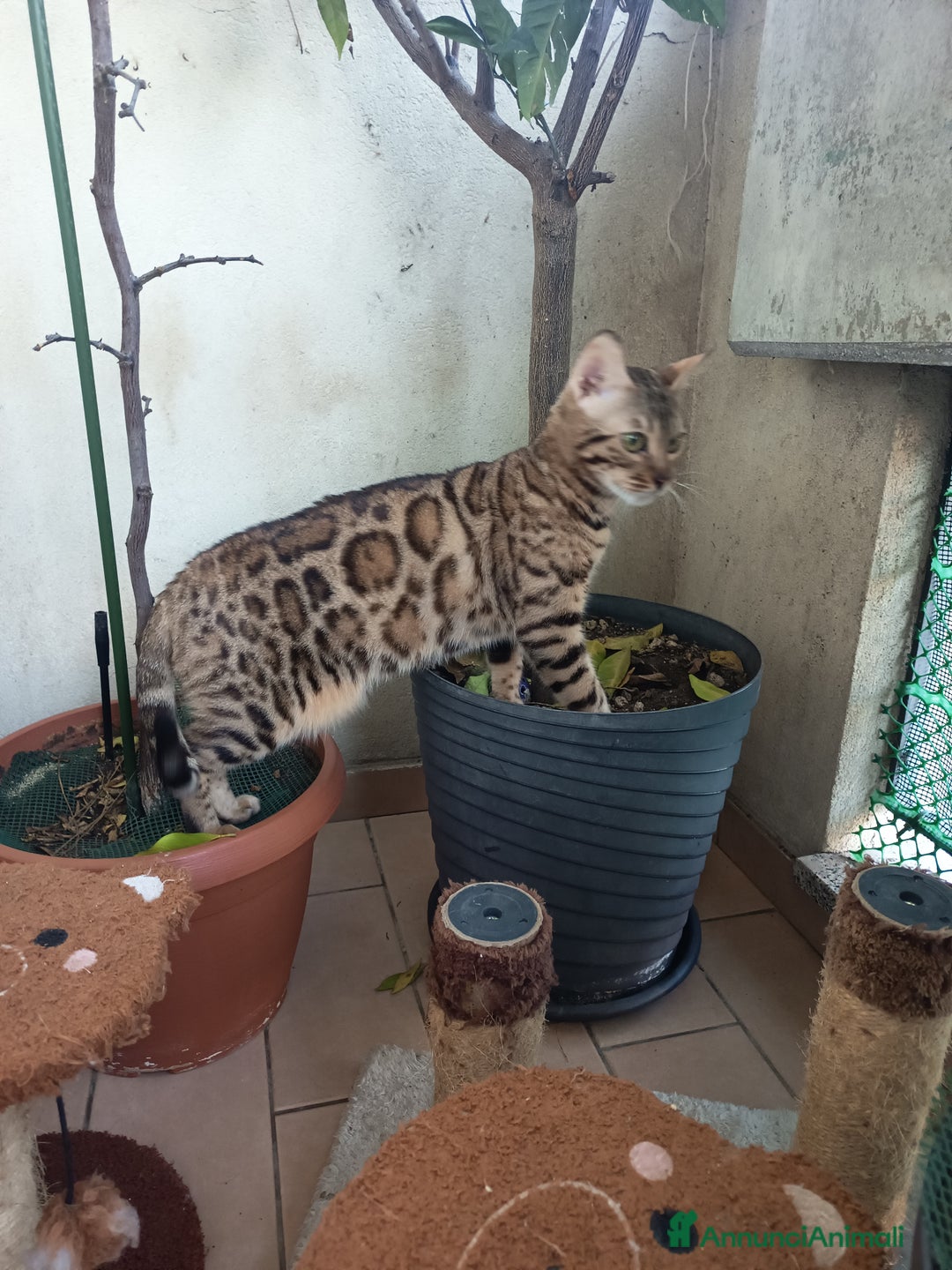 Bengala gatti in vendita: feminuccia Bengala  - Annuncio 1