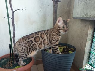 Bengala gatti feminuccia Bengala - Annuncio 16