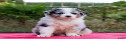Australian Shepherd cani in vendita: Cuccioli Pastore Australiano/Australian Shepherd  - Annuncio 3