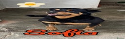 Rottweiler cani in regalo: SOFIA, prigioniera in un box - Annuncio 3