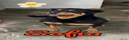 Rottweiler cani in regalo: SOFIA, prigioniera in un box - Annuncio 3