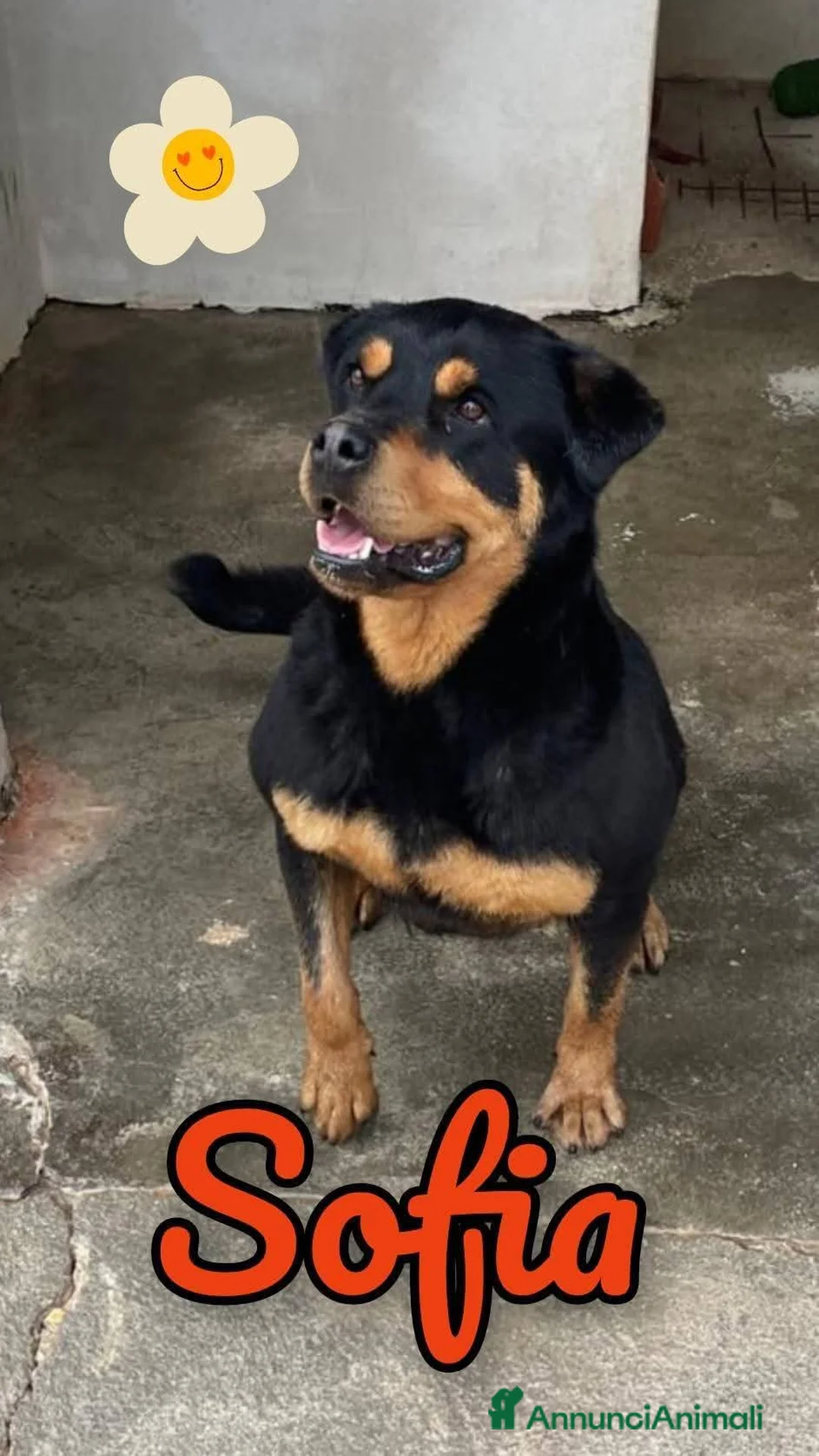 Rottweiler cani in regalo: SOFIA, prigioniera in un box - Annuncio 3