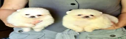 Spitz cani in vendita: Spitz di Pomerania NANO tedesco  - Annuncio 9
