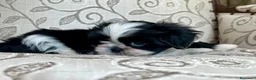 Shih Tzu cani in vendita: Cuccioli Shih Tzu pronti a settembre! - Annuncio 9