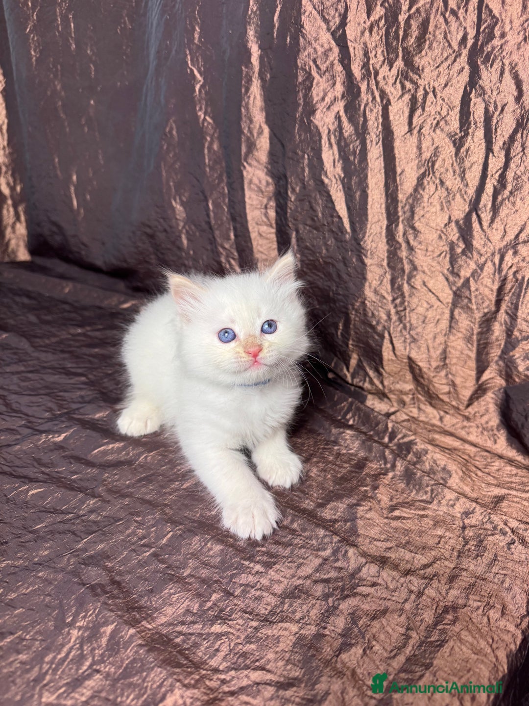 Siberiano gatti in vendita: Ultimo cucciolo disponibile  - Annuncio 6