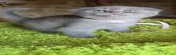 Scottish gatti in vendita: Scottish fold e straight  - Annuncio 25
