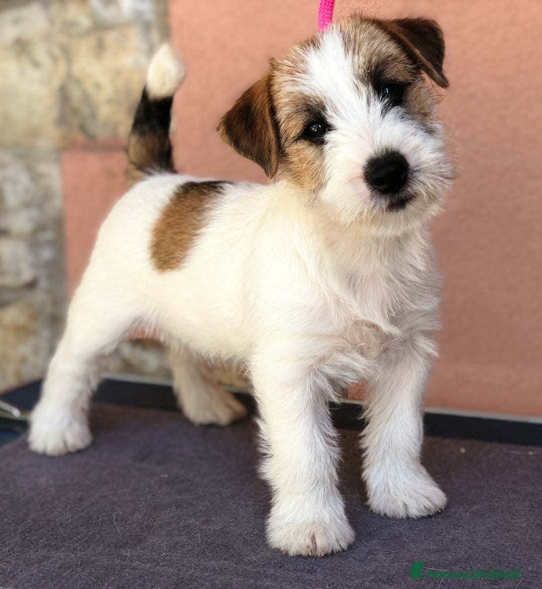 Immagine della galleria {{count}}