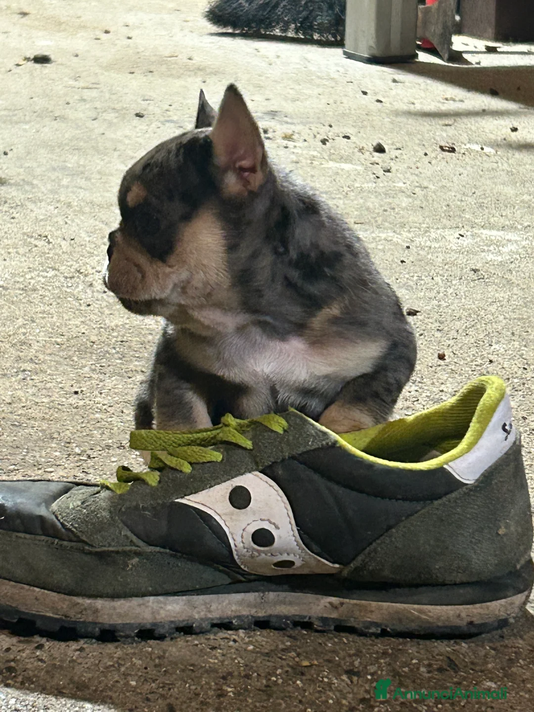 Bulldog Francese cani in vendita: Bulldog francese  - Annuncio 5