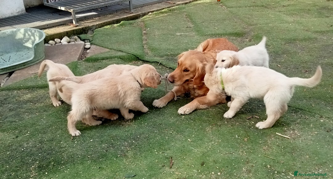Golden Retriever cani in vendita: Golden Retriever  - Annuncio 8