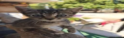 Meticcio gatti in regalo: Tagadà  - Annuncio 8