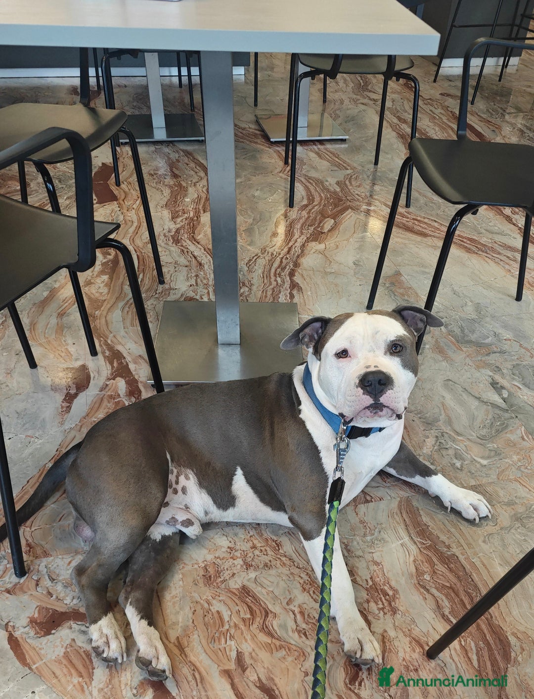 Pitbull cani per accoppiamento: Monta - Annuncio 4