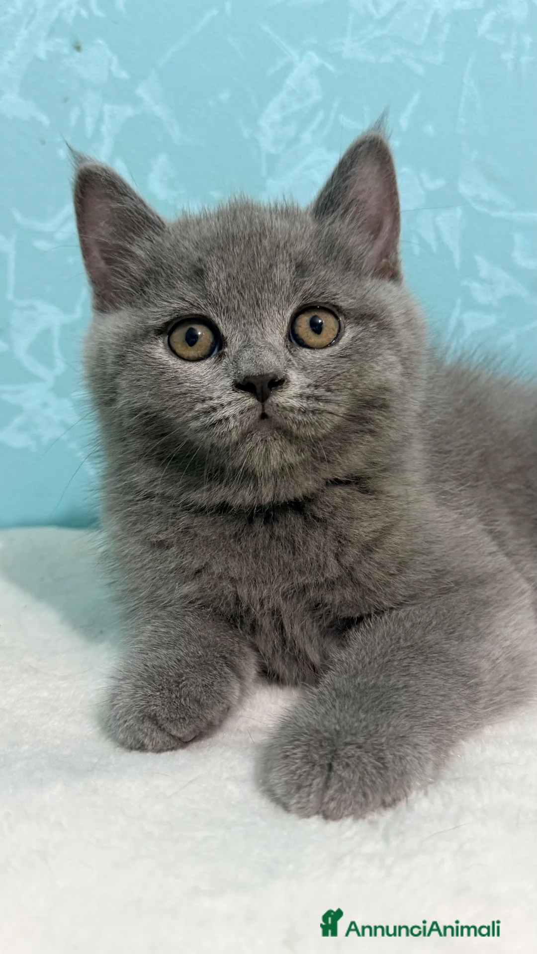 Scottish gatti in vendita: Gattino scottish straight  - Annuncio 7