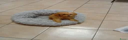 Barboncino cani in vendita: barboncina - Annuncio 3