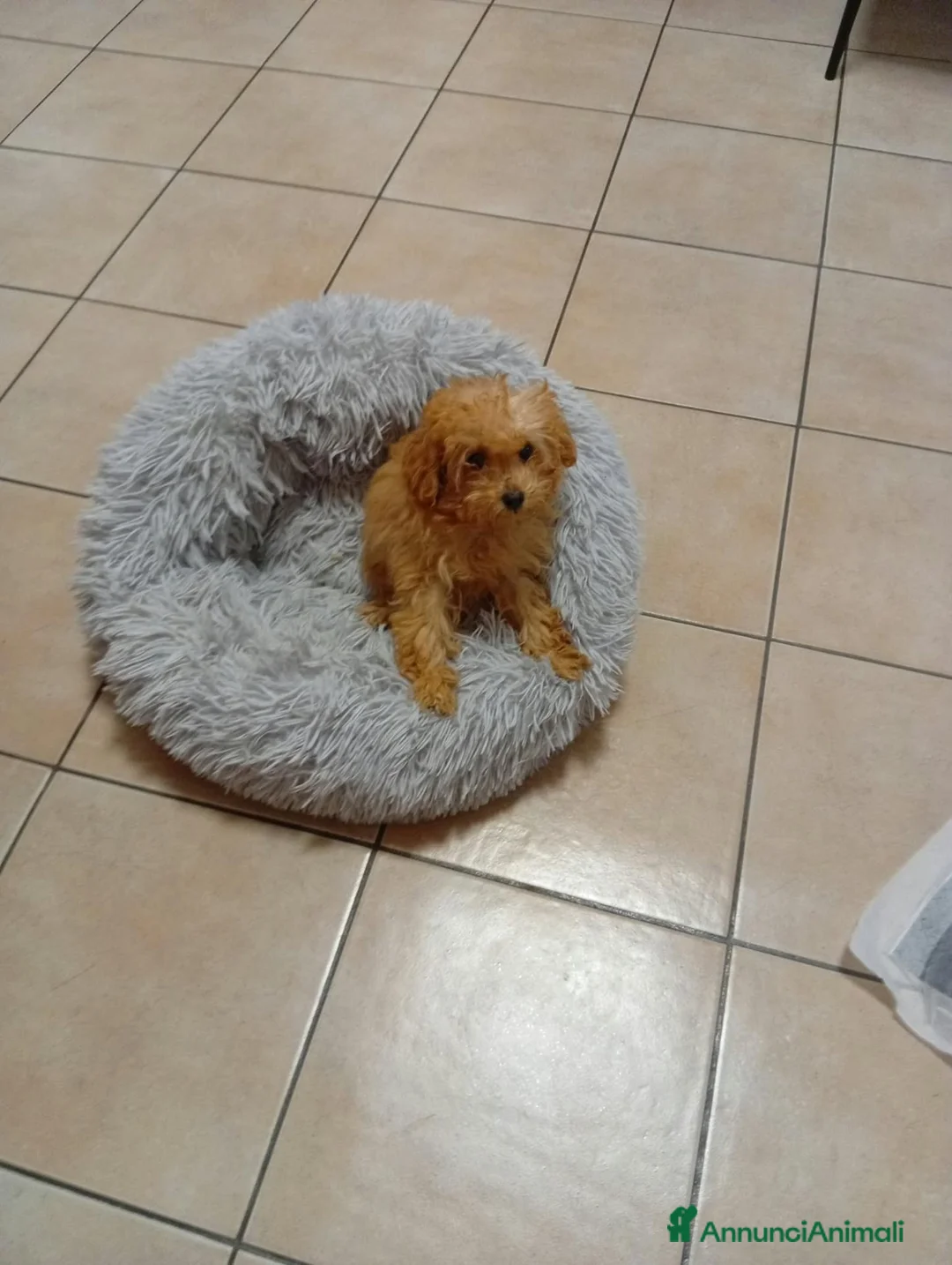 Barboncino cani in vendita: barboncina - Annuncio 3
