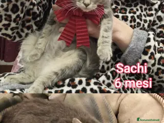 Altre razze gatti GATTINI ADORABILI IN CERCA DI CASA - Annuncio 6